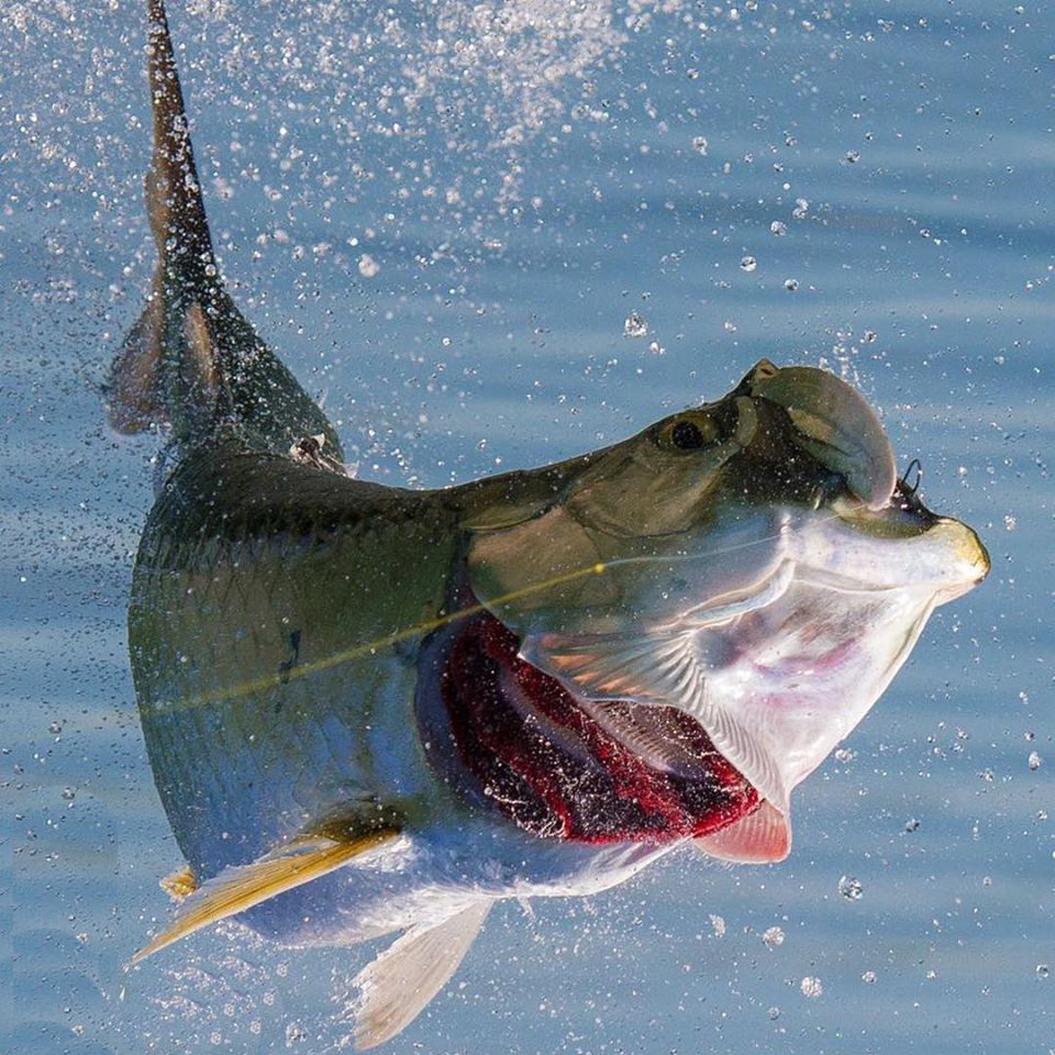 海钓超级刺激,海钓极限钓鱼