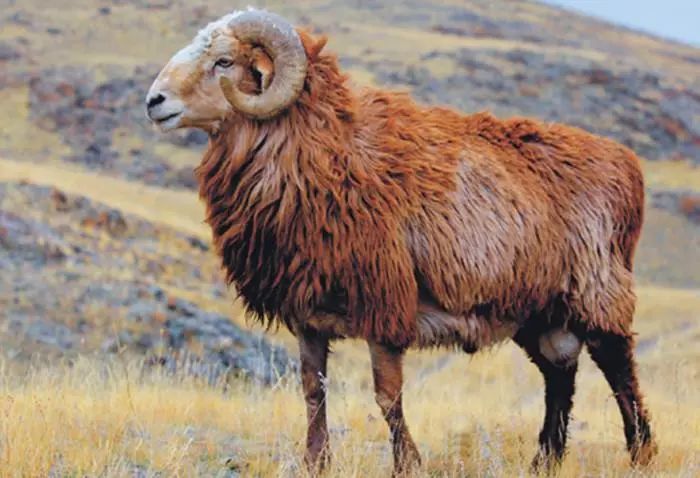 全国各地最全特产,全新疆特产