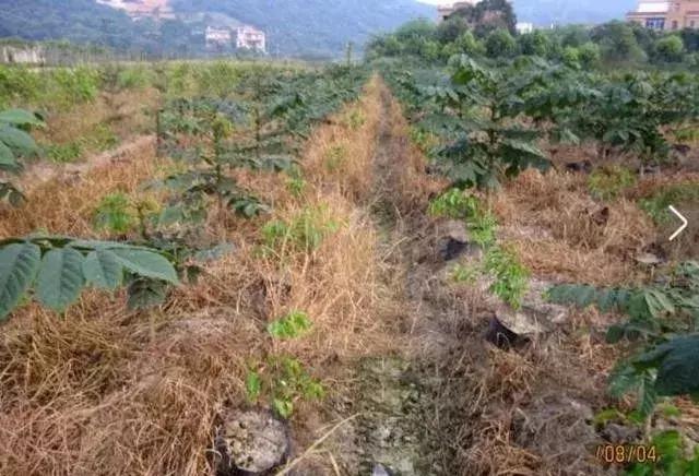 草铵膦专治各种杂草,草铵膦能让杂草烂根吗