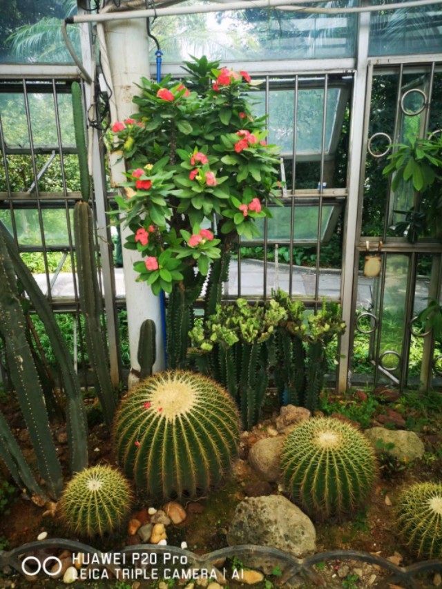 广州云台花园花展,广州云台花园咋样