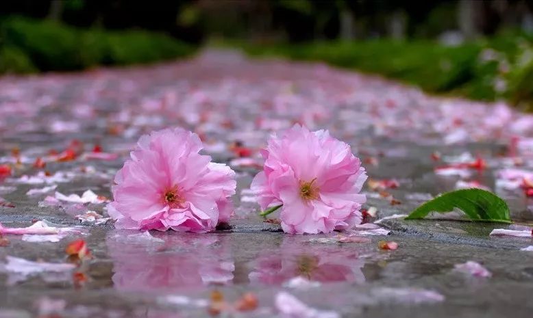 落花唯美诗词精选,美到极致的现代落花的诗句