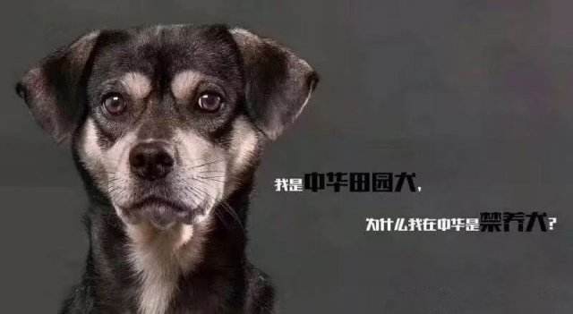 带你认识中华田园犬之五红犬,常见的中华田园犬有哪些