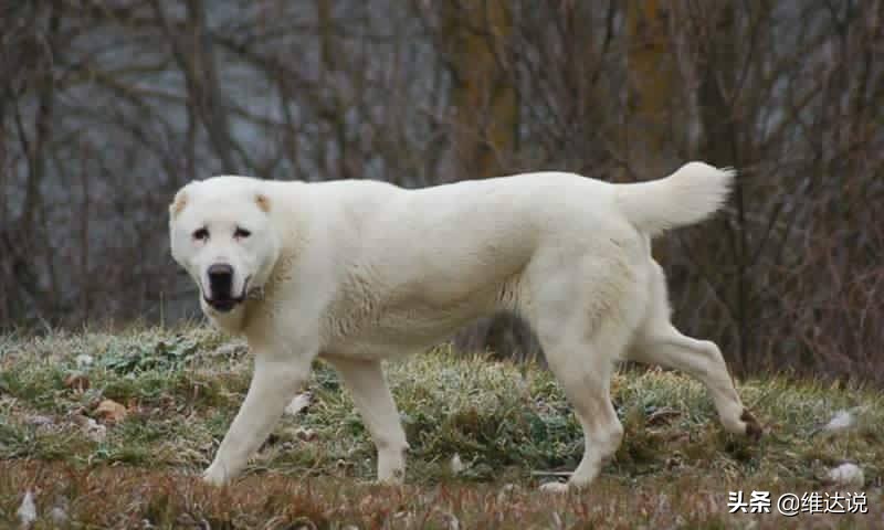 土库曼斯坦的牧羊犬,土库曼民族的守护者阿拉伯犬