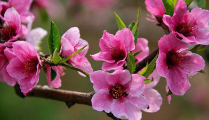 在房间怎么增加桃花运,怎样增加自己的桃花运势
