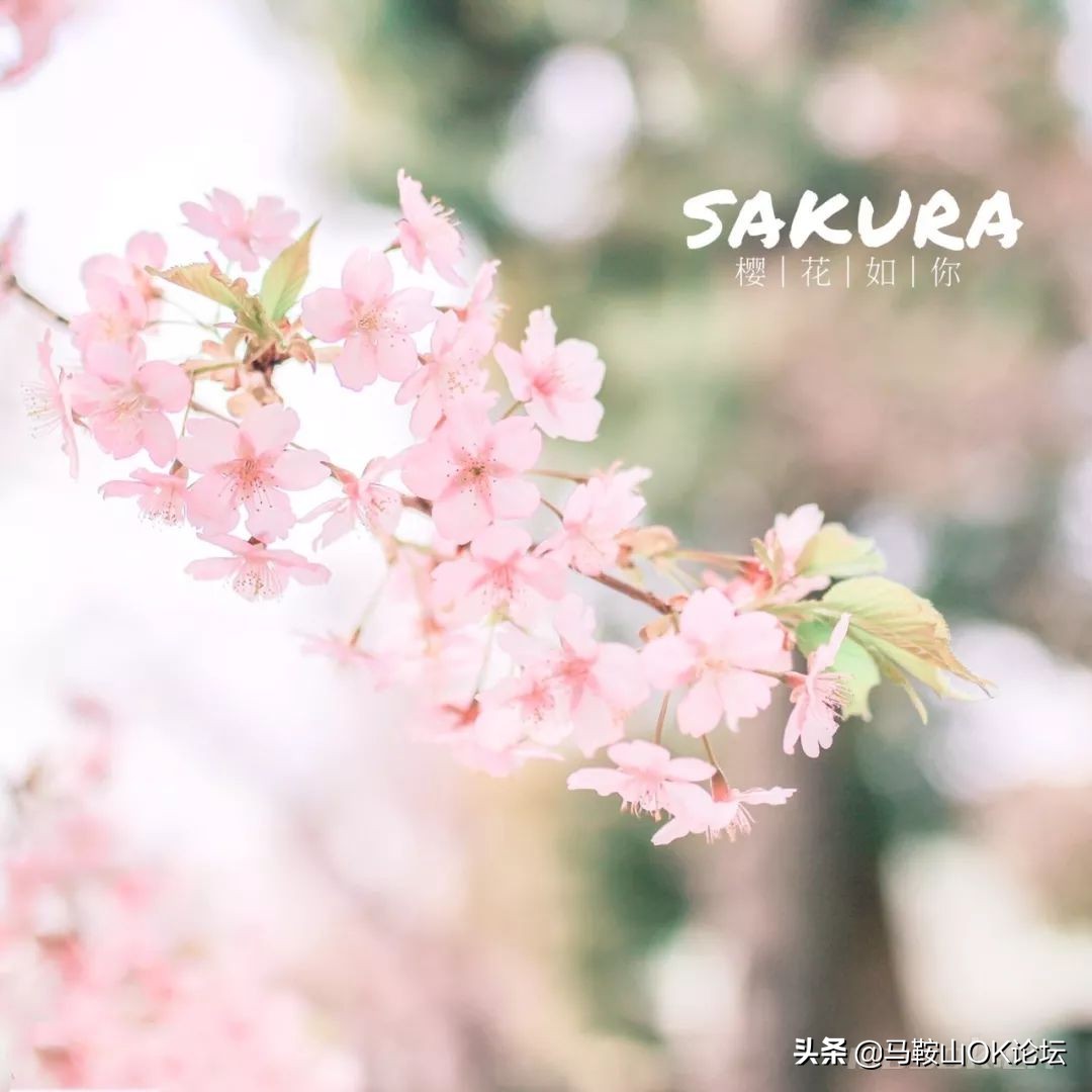 马鞍山滨江公园樱花开了吗,马鞍山雨山樱花