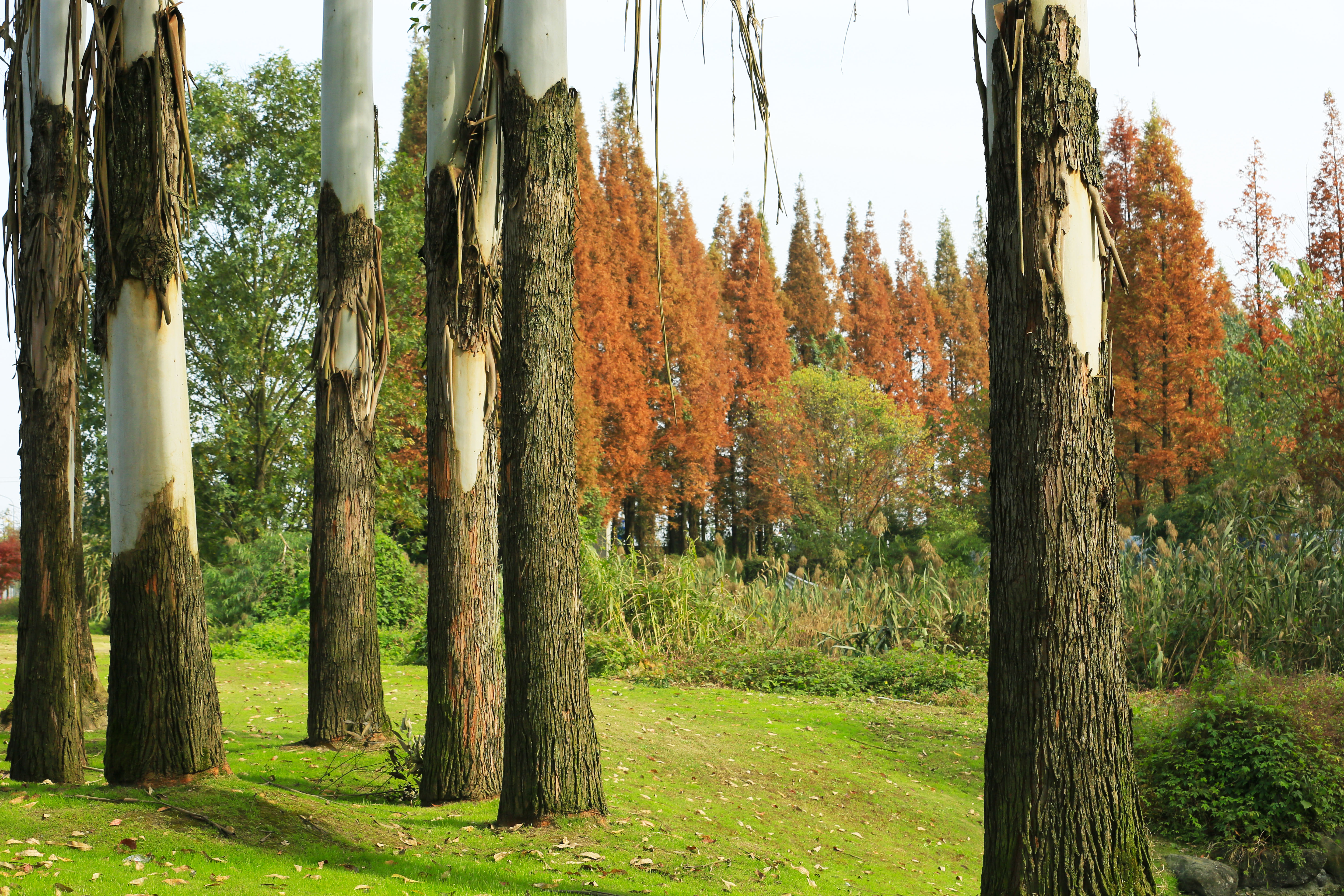 桉树林风景,自然生长的桉树林