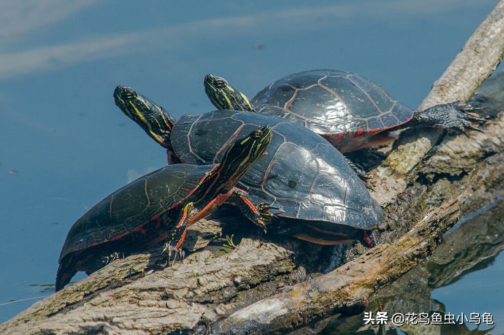 东锦龟和西锦龟长大后哪个好看,南石龟什么颜色最好看