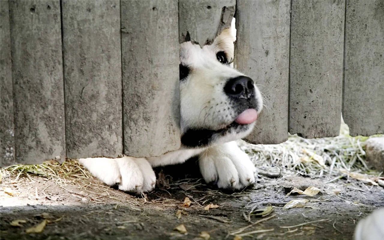 这才是真正的秋田犬,日本忠犬秋田犬