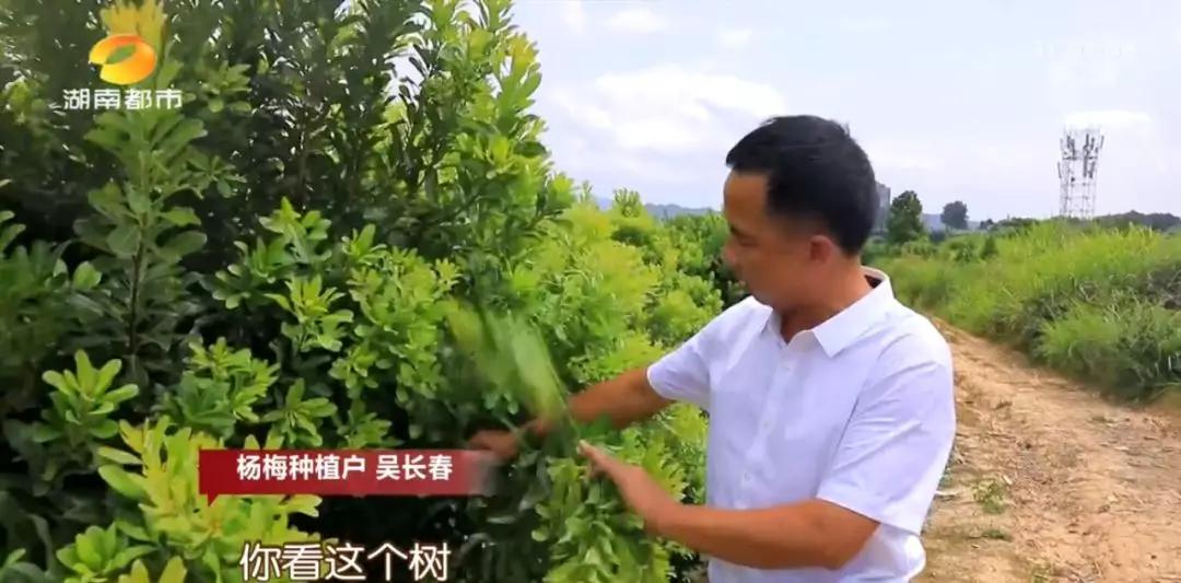 ​湘村发现|就在怀化，“江南第一梅”藏不住了！香甜多汁的秘密今天全告诉你...