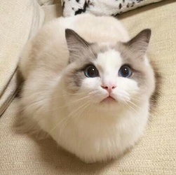 想让猫喜欢你怎么办,想让猫咪粘着我