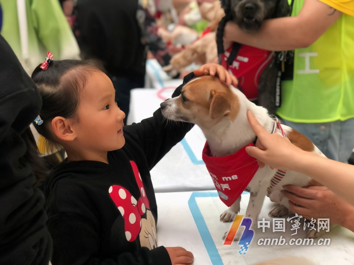 以领养代替购买北仑这场活动为30条流浪犬找“新家”