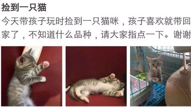 十块钱就能买一只狸花猫是真的吗,几十元的狸花猫能养吗