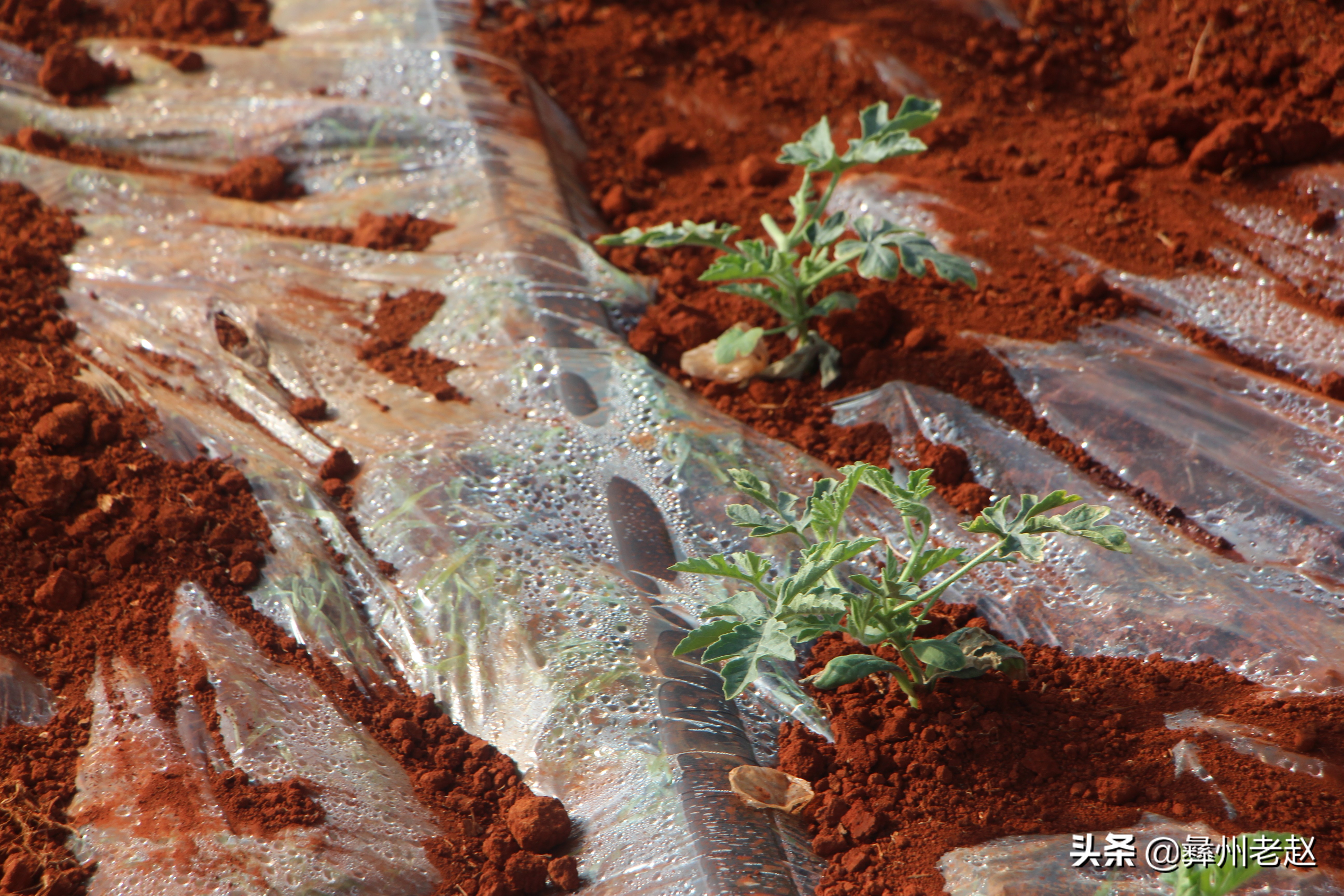 西瓜大蔓整枝能不能长大,西瓜压蔓整枝疏果等管理方法