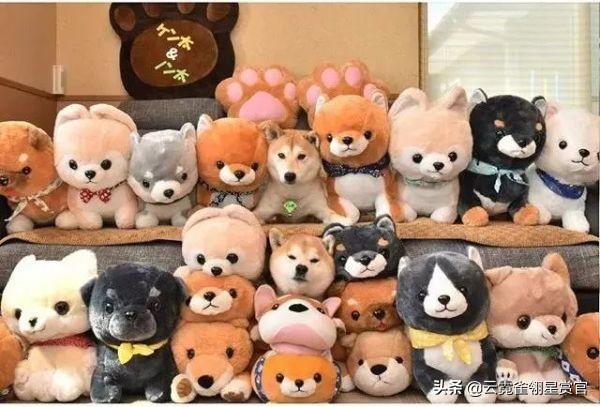 把柴犬放在一堆柴犬玩偶里,日本两只柴犬