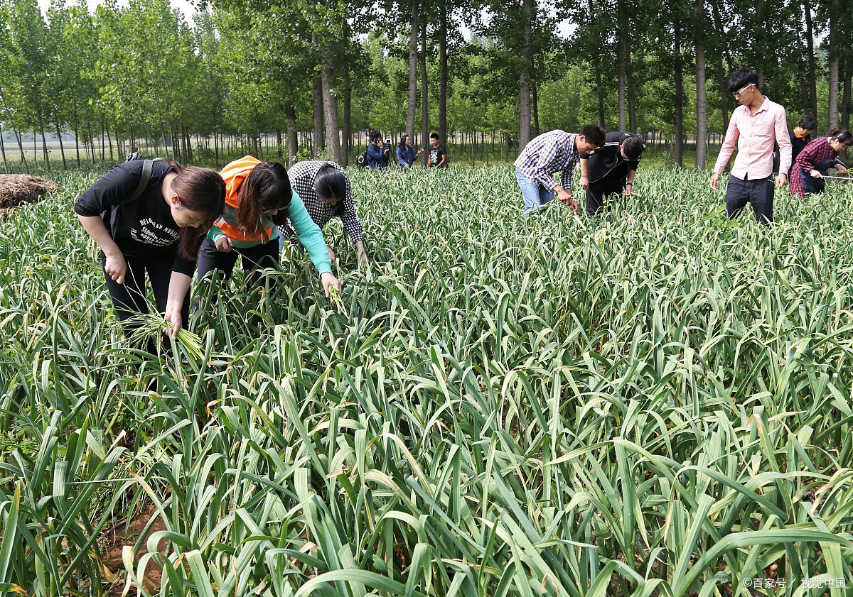 湖南农业大学全国农业排名,湖南农业大学在农业类排名