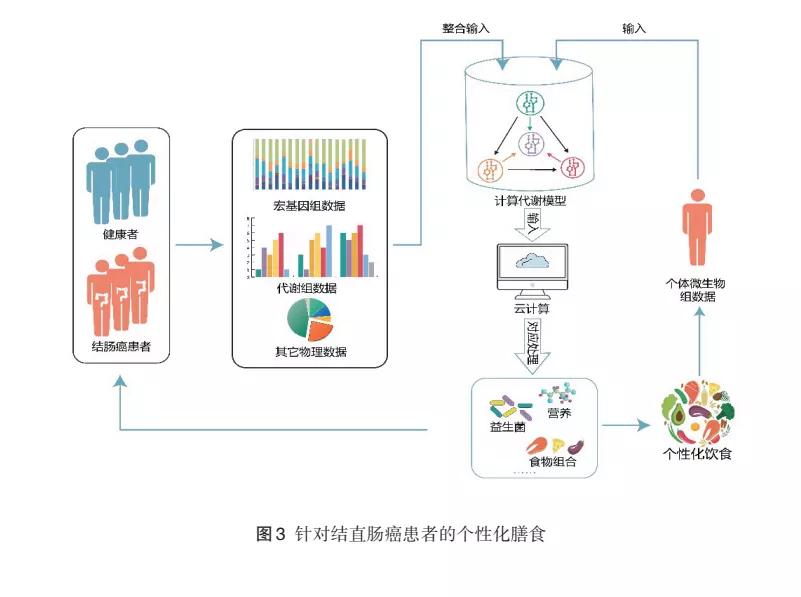 肠道菌群与肠癌,膳食纤维素调理肠道菌群吗