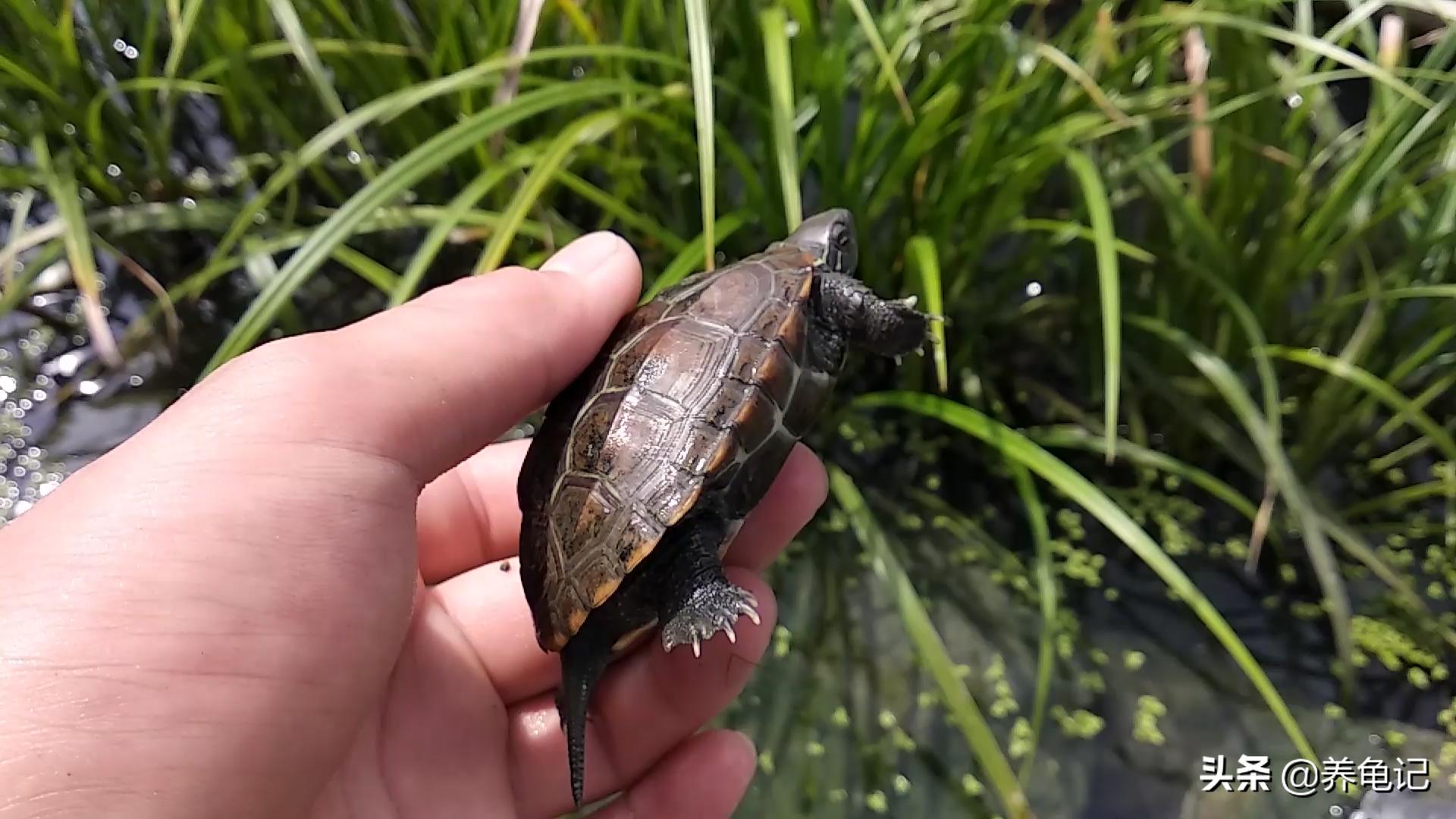 冬天加温的乌龟是温室龟吗,天冷了给乌龟准备些什么