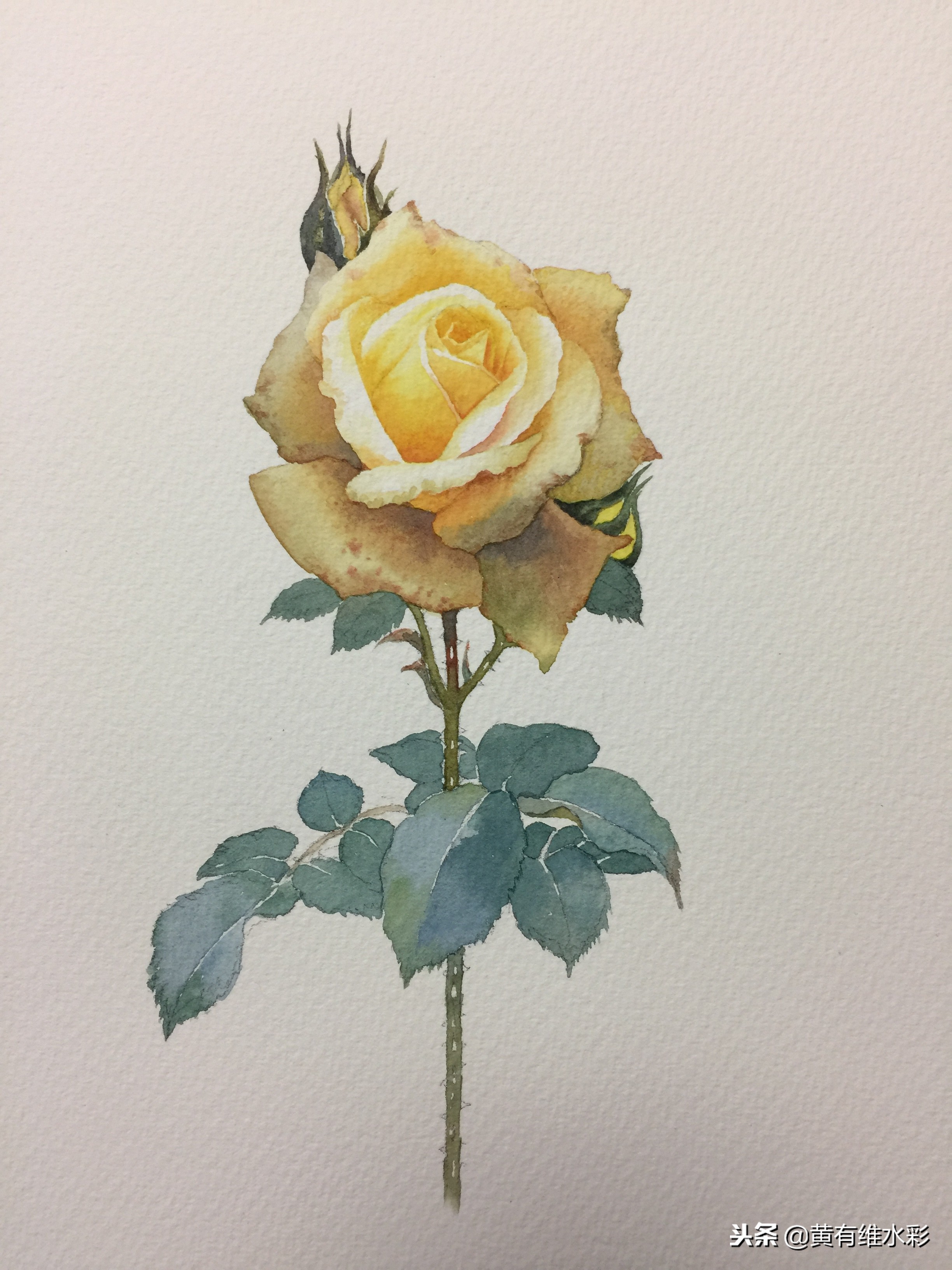 零基础入门水彩的基本画法,黄玫瑰水彩晕染