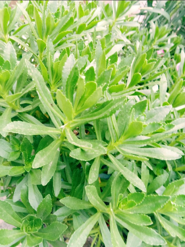 浜鸿浜虹埍缈$繝,浜鸿浜虹埍鑺辫崏