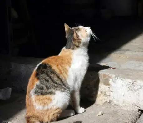 三花的田园猫,不常见的田园猫