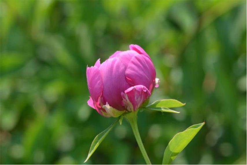 芍药花适合室内养殖吗北方,如此艳丽的芍药花你会养吗
