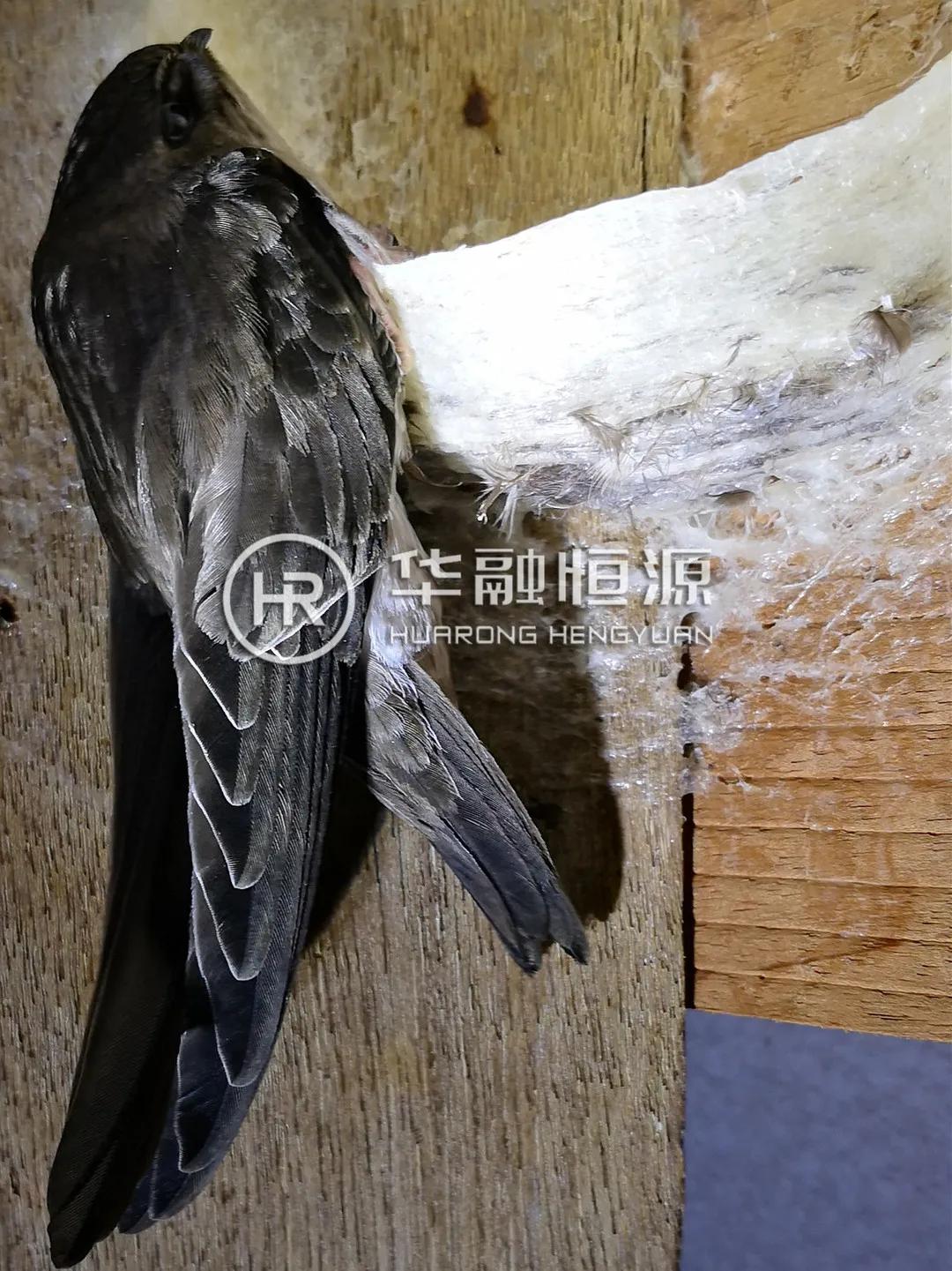 带你了解燕窝知识,燕窝小科普你知多少