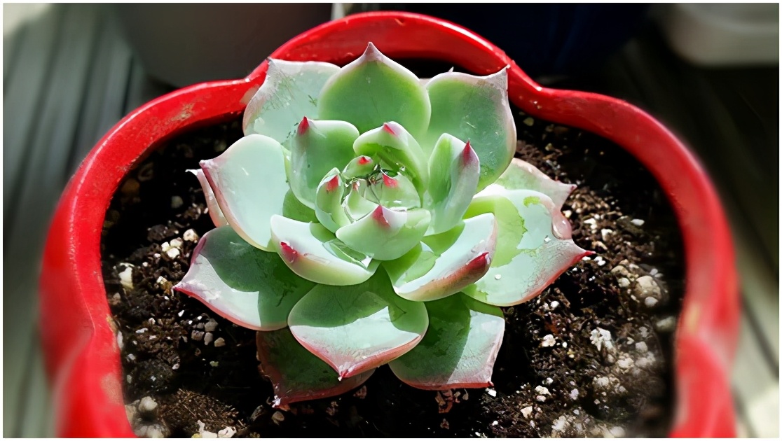 多肉虐我千百遍，我待多肉如初恋