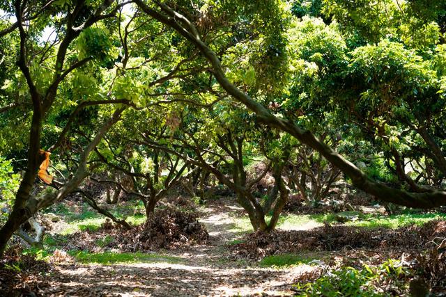 南沙黄山鲁森林公园夏季,南沙黄山鲁国家森林公园游玩攻略