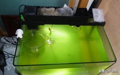 鱼缸水发黄变浑浊原因和解决方法,养鱼鱼缸水浑浊怎么处理