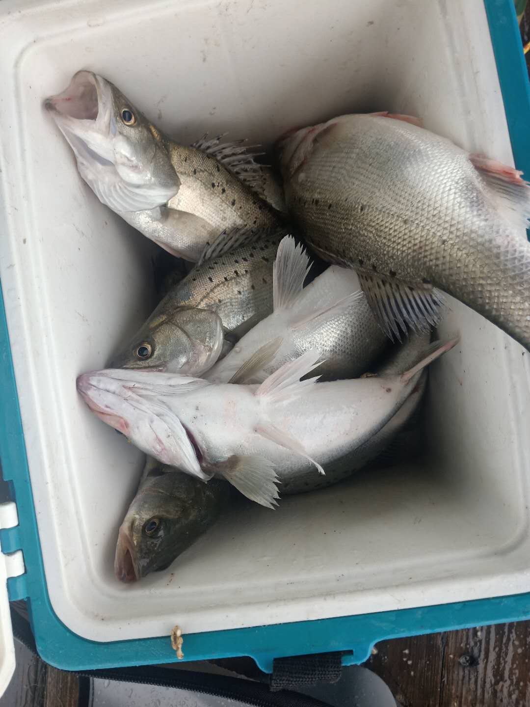 海钓的收获和感觉,海钓的动力有多大