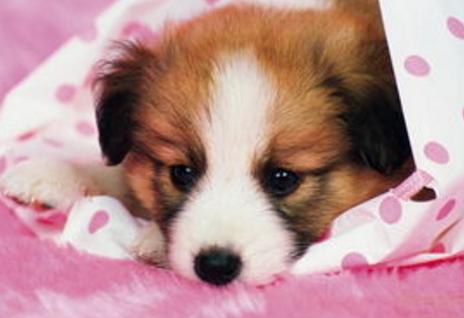 什么是狗狗脊柱病,什么是狗狗软骨病