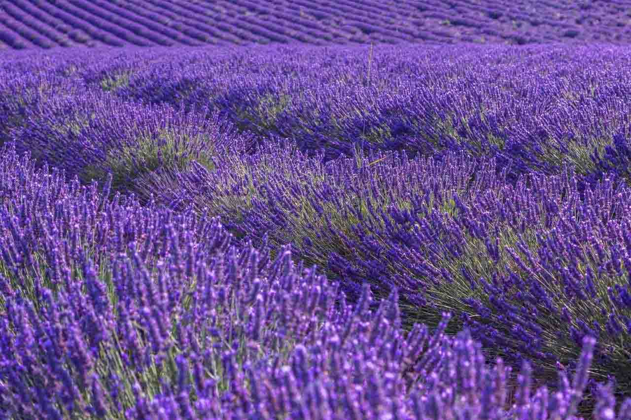 国内薰衣草庄园,中国最大薰衣草生产基地是哪里