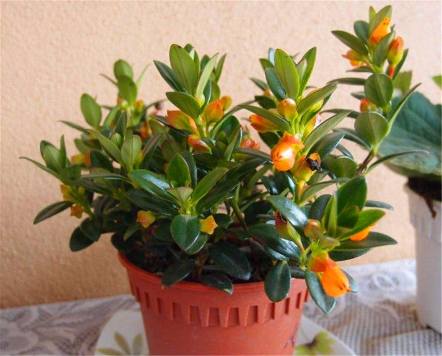 金鱼吊兰冬季可以修剪吗,金鱼吊兰冬季多长时间浇一次水