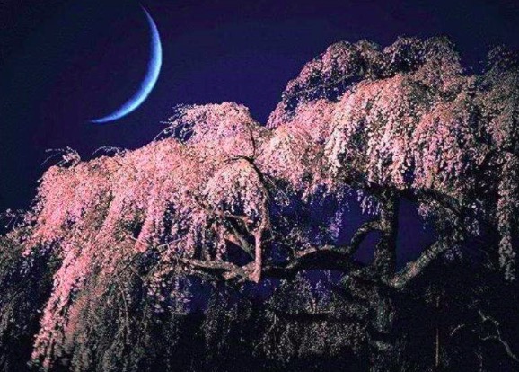 江上的夕阳有多美？白居易这首诗，一开篇就美得令人心醉