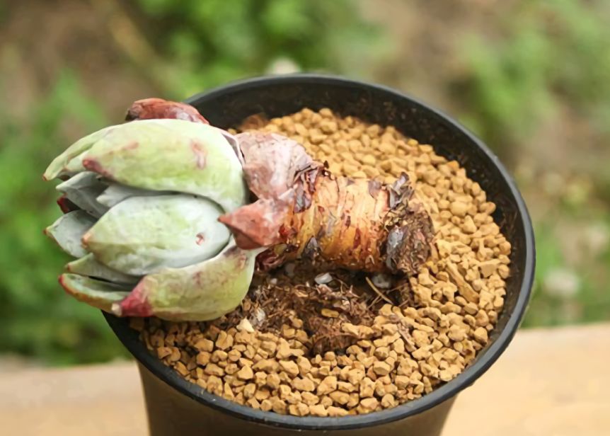 大型多肉植物仙女杯,多肉植物仙女杯的种类