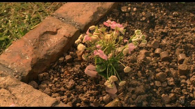 三浦春马电影经典作品,台湾三浦春马新电影