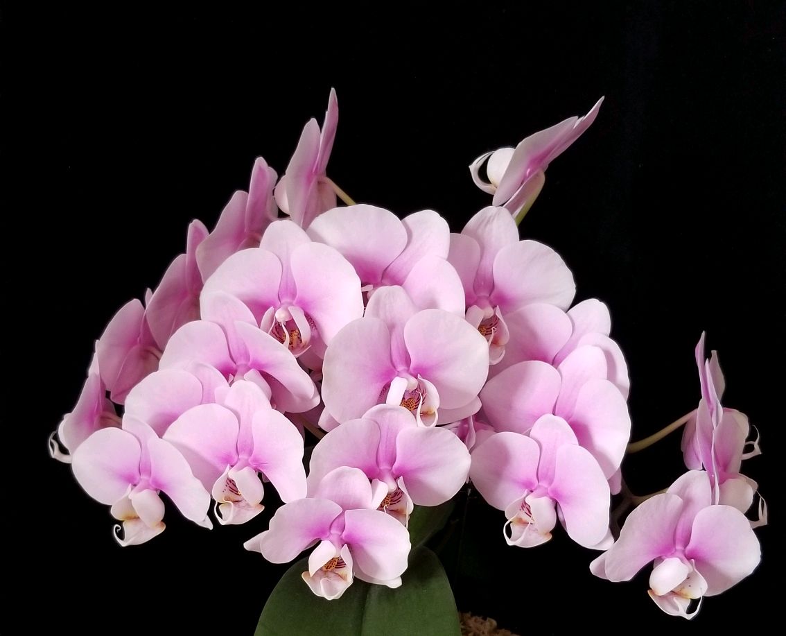 烂根的蝴蝶兰有哪些水培生根技巧？重点在根系保湿方法