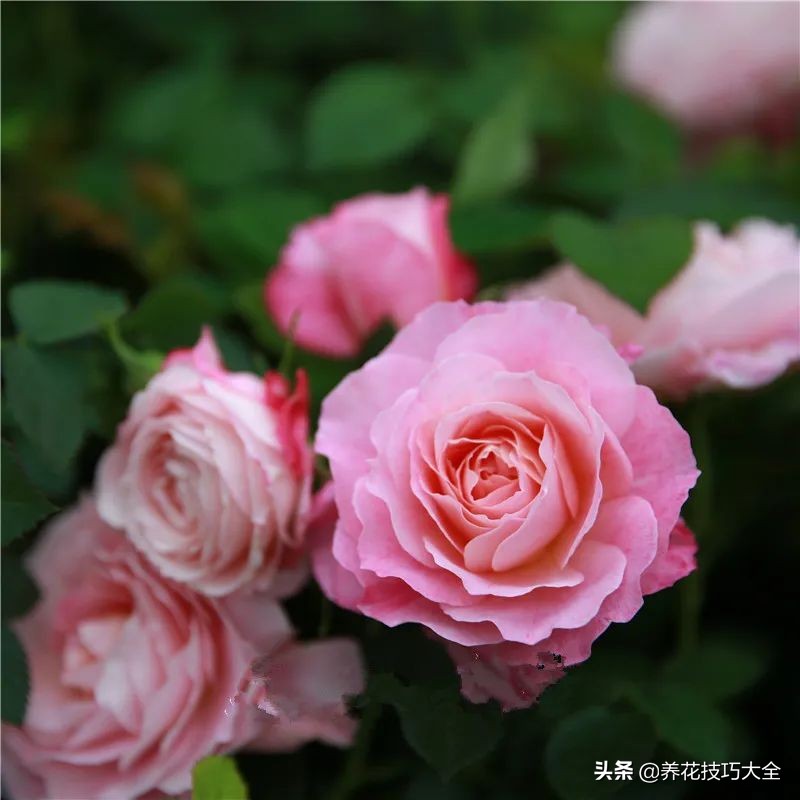 四季开花的月季又香又好养有几种,最漂亮10种盆栽月季