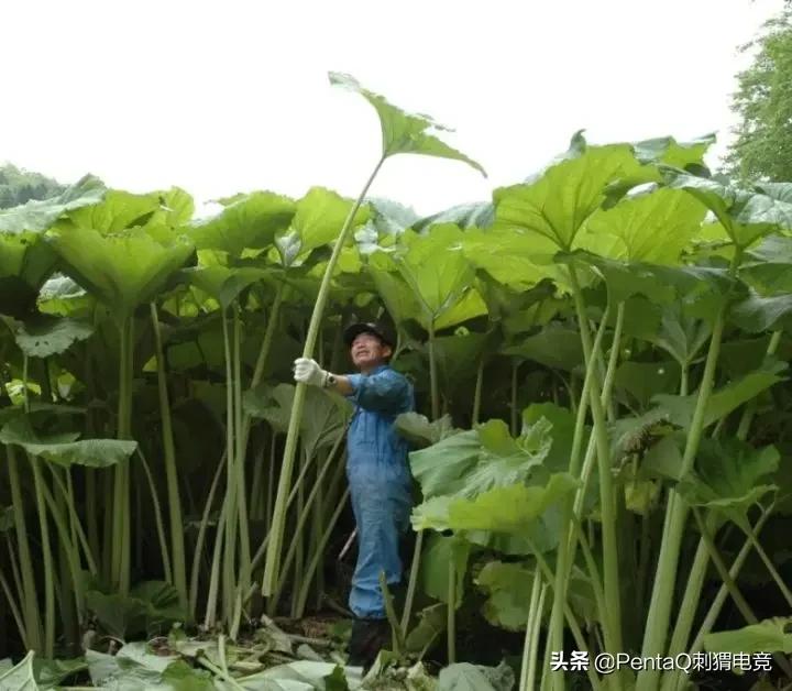 灵魂莲华锤石蠢狸猫,你的调皮小可爱已上线图片