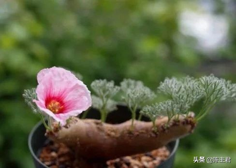 十大最贵法师多肉排行榜,玉露多肉最贵多少钱一棵