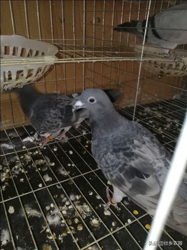 鸽子毛滴虫病诊断与防治