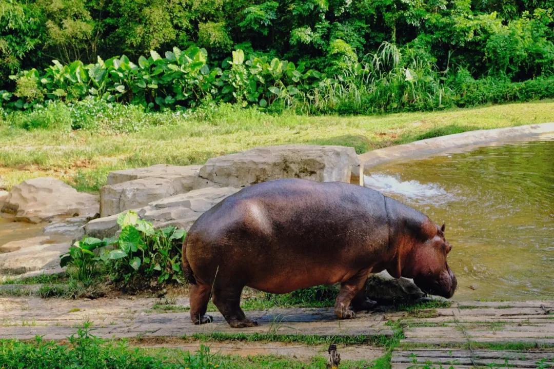 广州长隆攻略注意事项,广州长隆优惠攻略