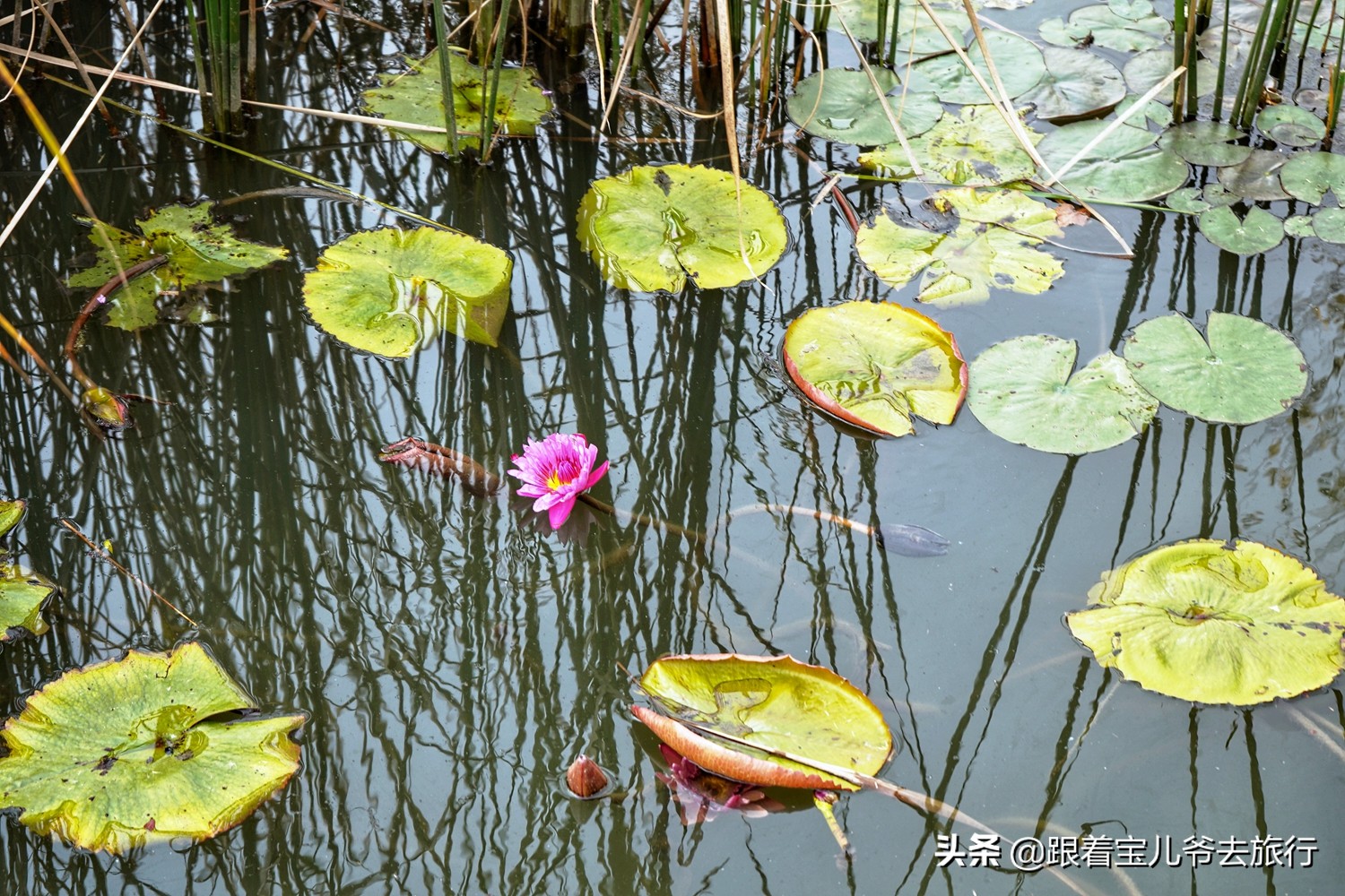 南京燕雀湖水杉林,南京秋天水杉林