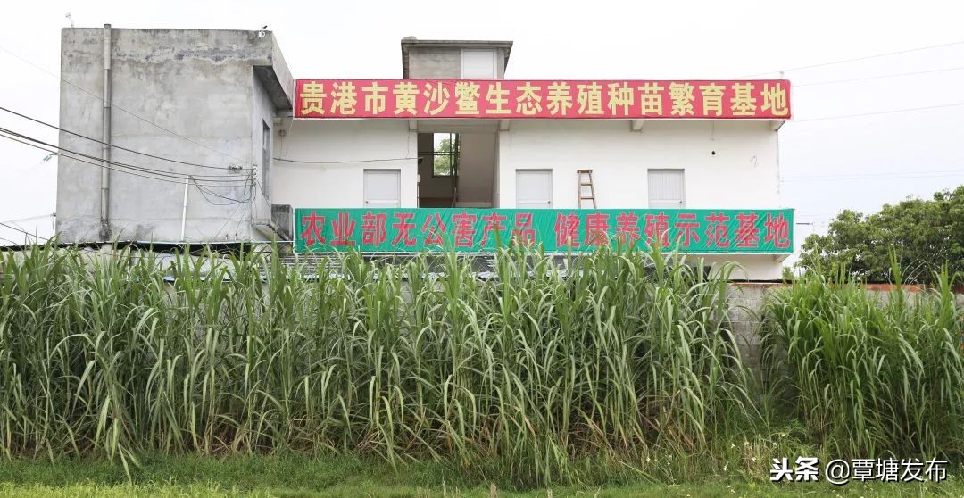 村子里的养殖场,我的家庭养殖场