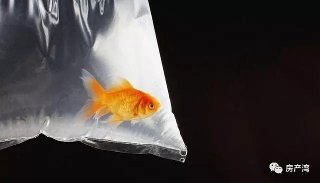 金鱼怎么养鱼不会死,金鱼全死了后怎样重新养鱼