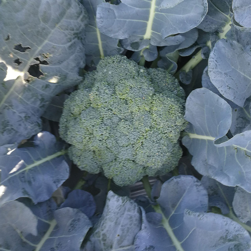 值得种的蔬菜推荐,好吃又四季都能种的蔬菜有哪些