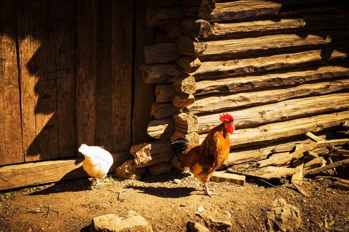 消失的地平线上的“香巴拉”和“女儿国”（二）