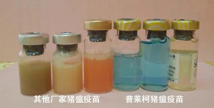 免疫联合治疗的优缺点,一针多防的猪用疫苗可靠吗