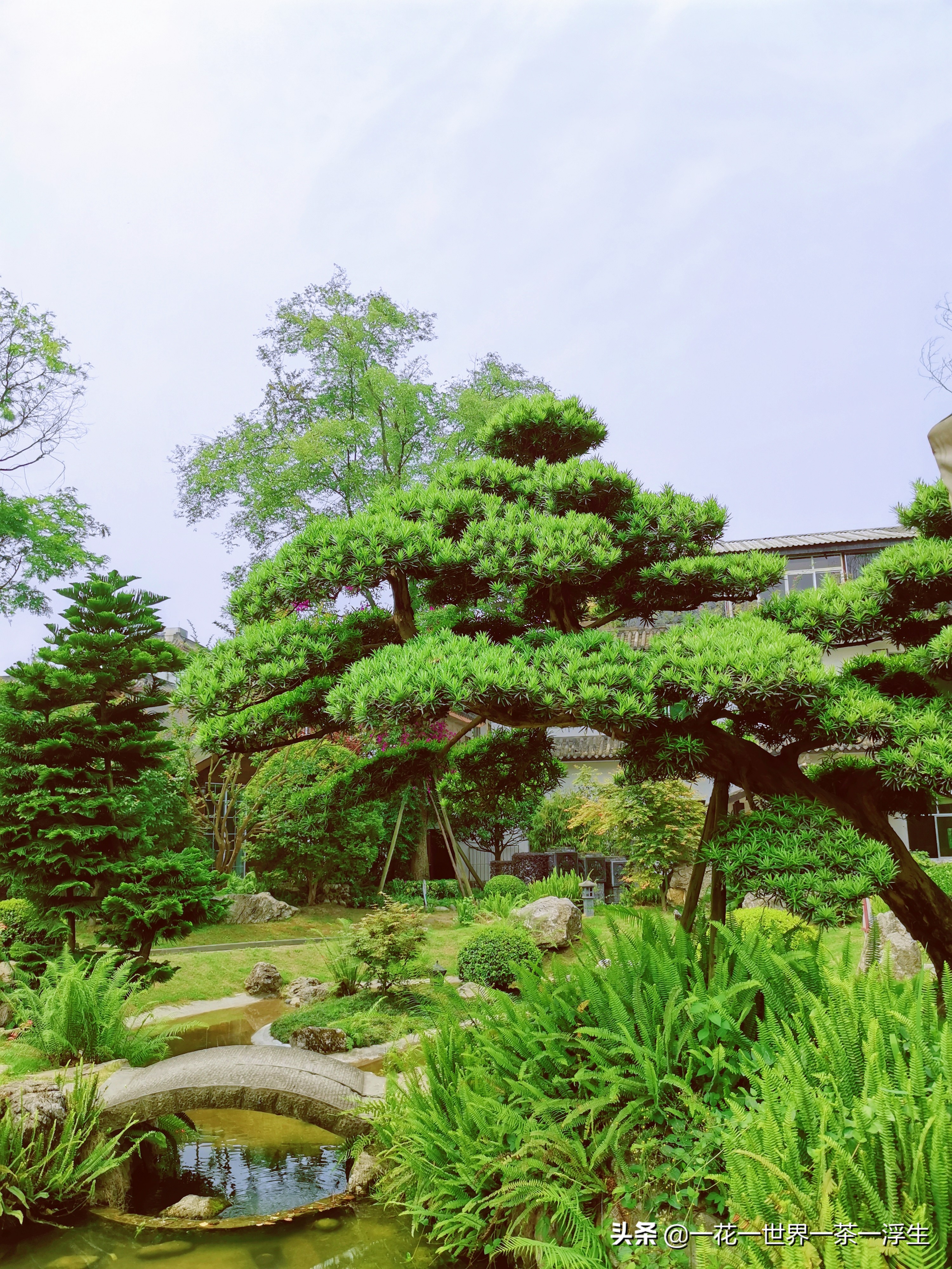 寻找巴适的成都小院(2)