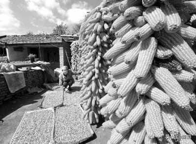 圈玉米网,特厚圈玉米专用网